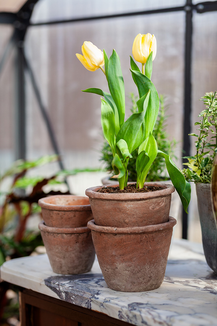 Cement pots - Decorating with plants - OFELIA Home & Decor